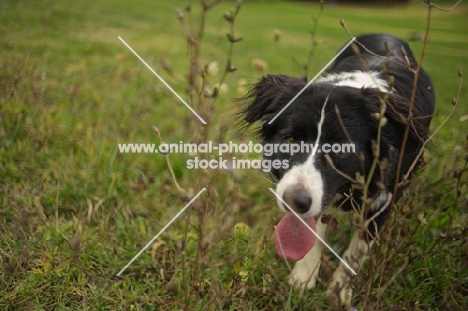 Border Collie looking towards the camera while standing in the tall grass
