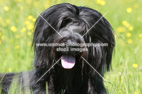 Briard head study