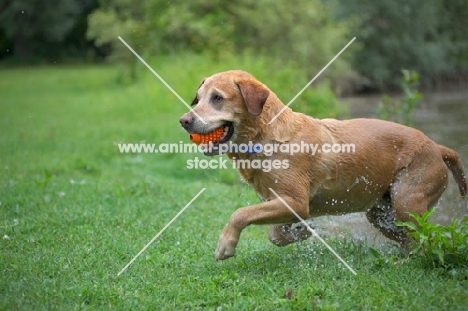 yellow labrador retriever jumping out of water with a toy in his mouth