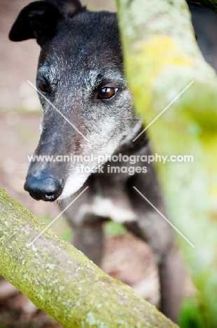 Greyhound behind branches