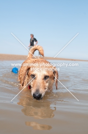 Mongrel in sea