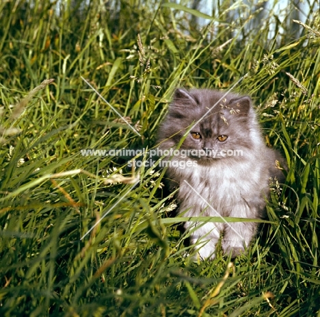 smoke kitten in grass