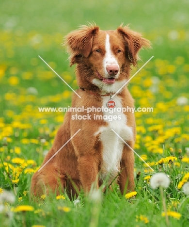 Nova Scotia Duck Tolling Retriever in flowery field