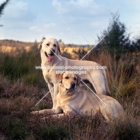 candlemas simon of keithray and ch candlemas rookwood silver moonlight (moo) two labrador retrievers on heathland