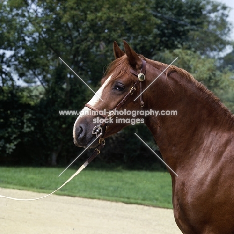 welsh cob (section d), head study