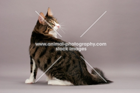 Turkish Angora cat, back view, brown mackerel tabby & white colour