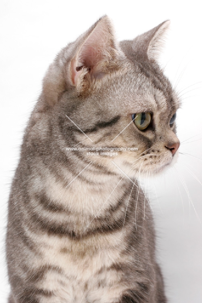 American Shorthair, Blue Silver Classic Tabby, looking away