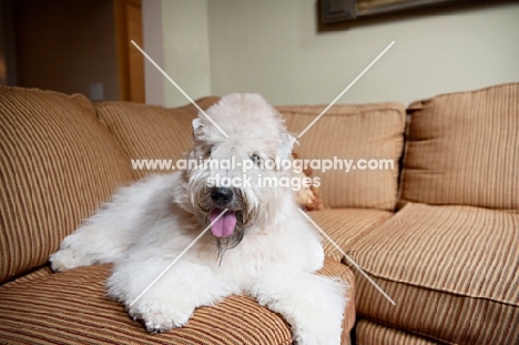 wheaten terrier lying on couch