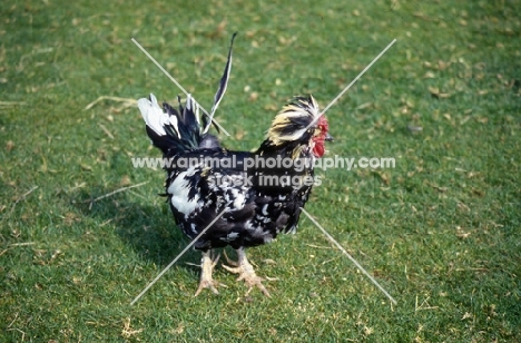 chicken standing on grass