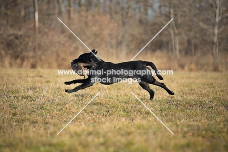 black labrador retriever retrieving pheasant in a field