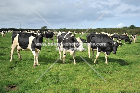 holstein dairy cows at grass in summer