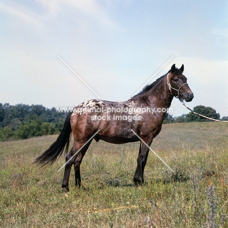 full body shot of pony of the americas, little bird