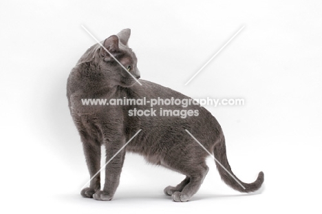 blue Korat cat looking away, on white background