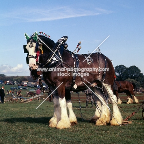 Clydesdale in harness with decorations at ploughing competition full body 