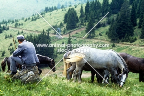 handler from piber watches over lipizzaner colts at stub alm