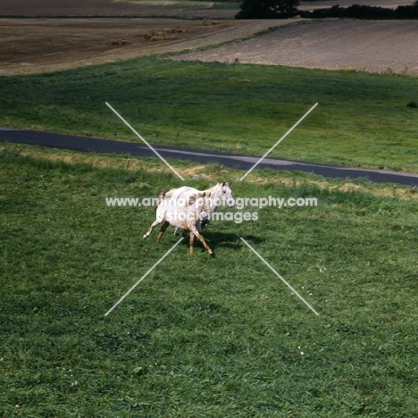 two knabstrup horses, galloping in pasture