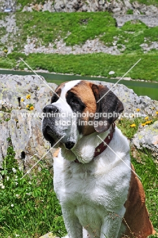 Saint Bernard head study