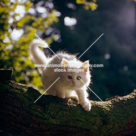 orange eyed white long hair kitten in tree