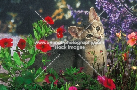 Abyssinian kitten amongst flowers