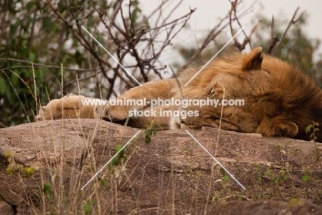 Young male Lion on a rock in Masai Mara