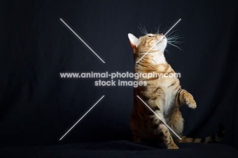 Champion Svedbergakulle Goliath sitting with one front leg up and looking up, studio shot on black background