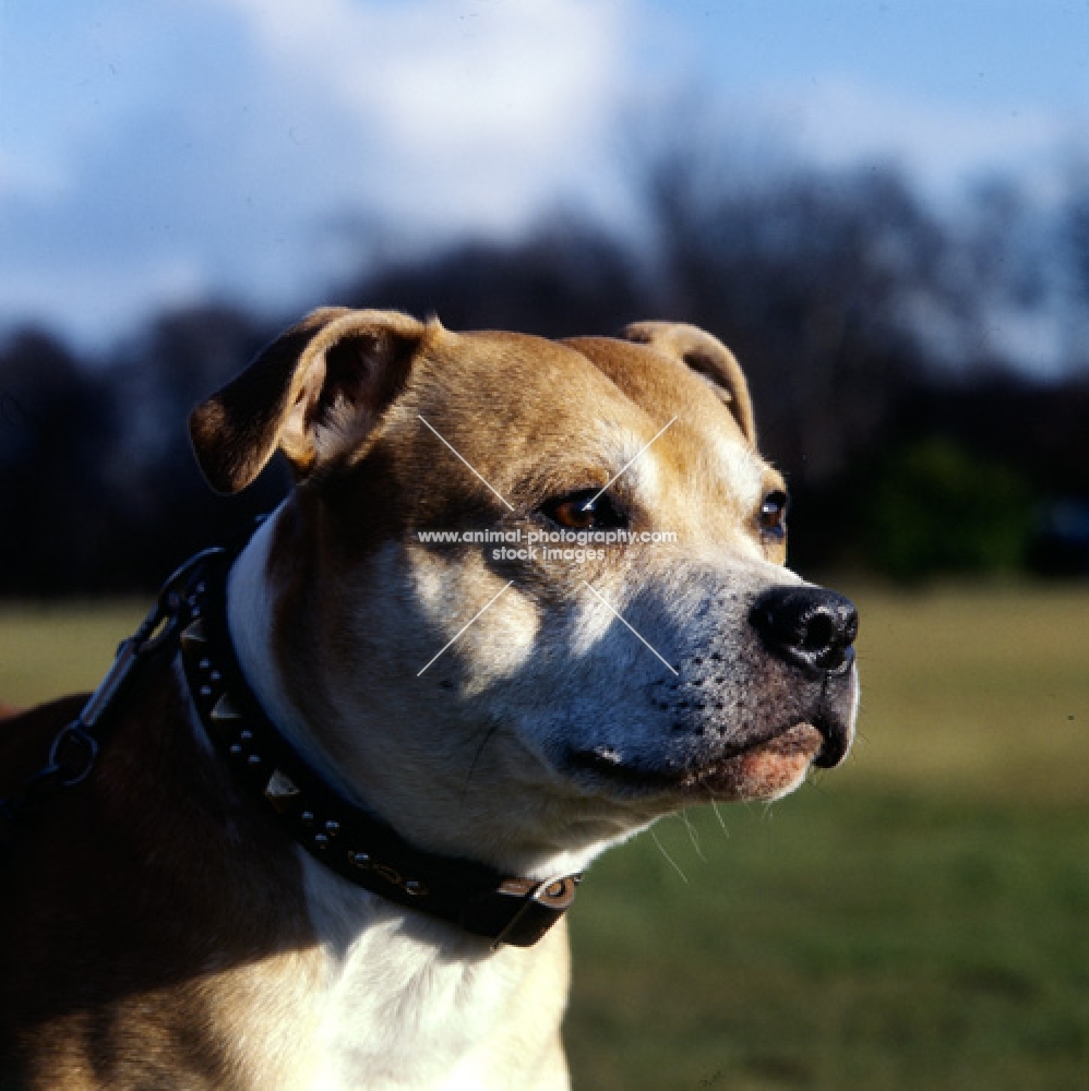 alert staffordshire bull terrier, head study