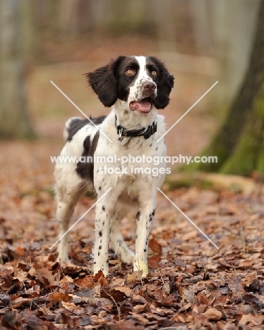 German Spaniel (aka Deutscher Wachtelhund) in autumn