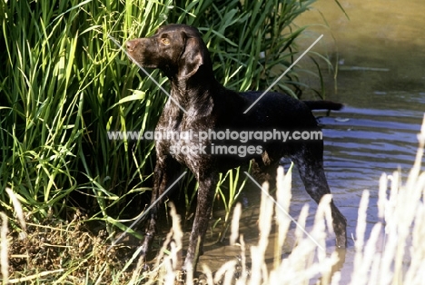sh ch hillanhi laith (abbe) german shorthaired pointer standing on river bank