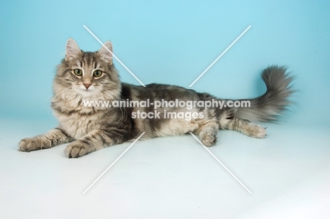 blue tabby norwegian forest cat