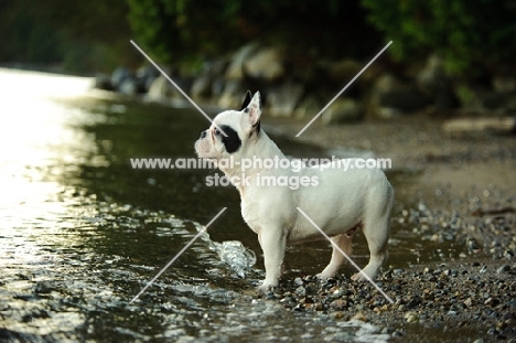 French Bulldog standing riverside