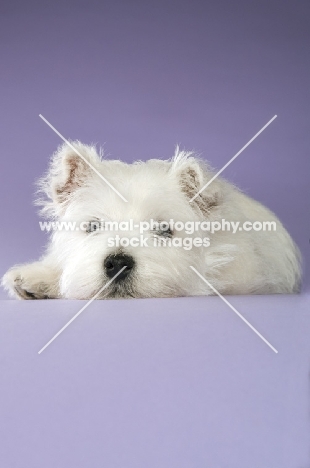 West Highland White puppy lying down on purple background