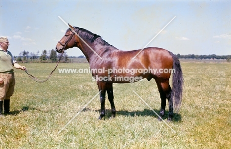 celsius balustrada, 
wielkopolska stallion with handler