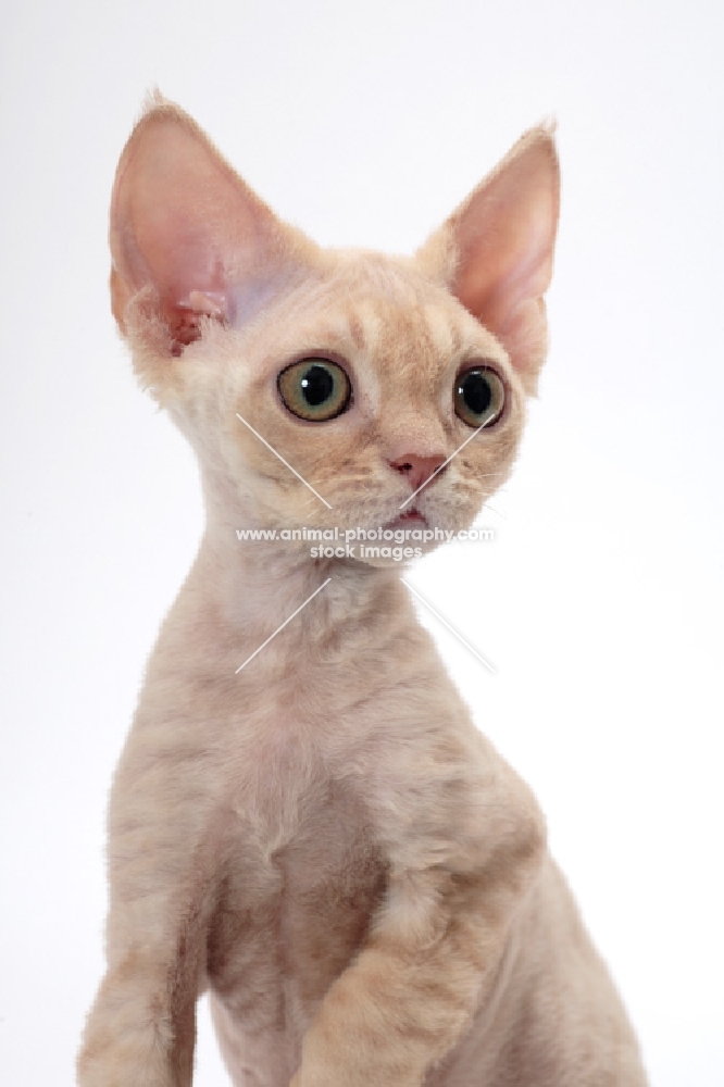 young cream Devon Rex, looking away, white background