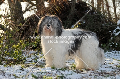 Polish Lowland Sheepdog (aka Nizinny)