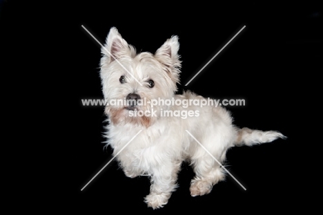 West Highland White Terrier sitting in studio