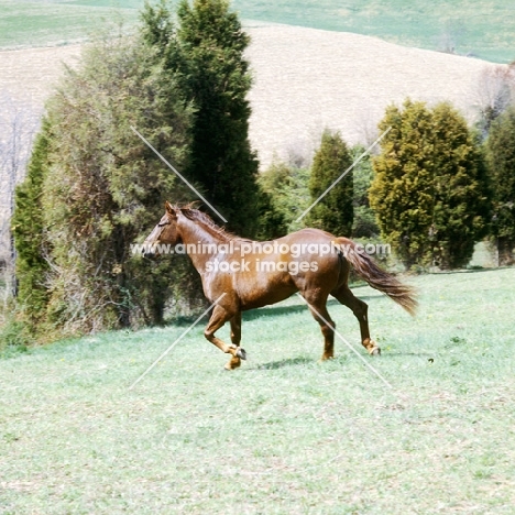 cold saturday blarney ben don, morgan horse in usa, traditional morgan