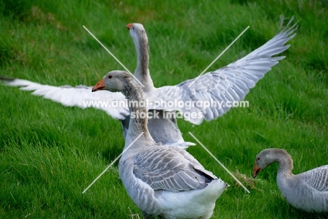 Steinbacher geese, one with wings spread