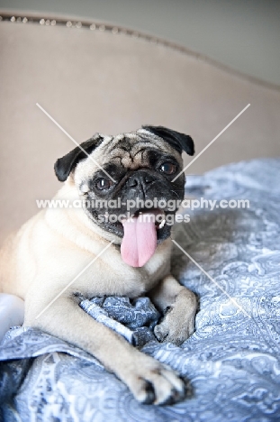 pug lying on blue bedspread with tongue out