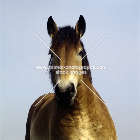 Belgian facing the camera head study