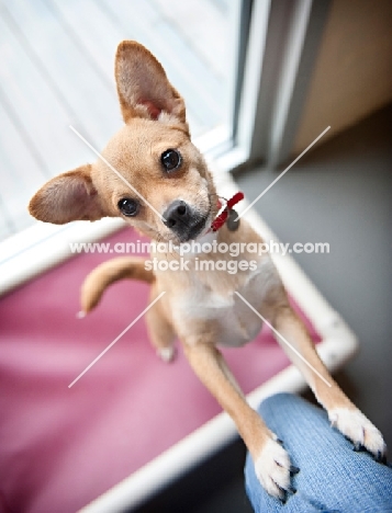 chihuahua mix with front paws up on owner's leg
