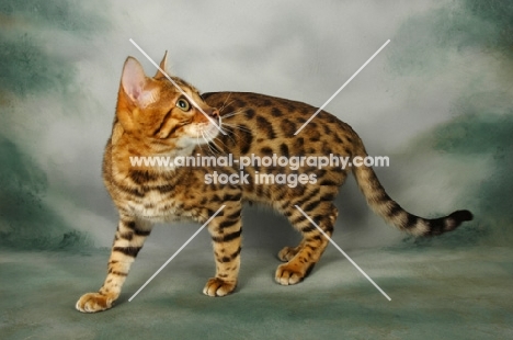 brown spotted bengal walking