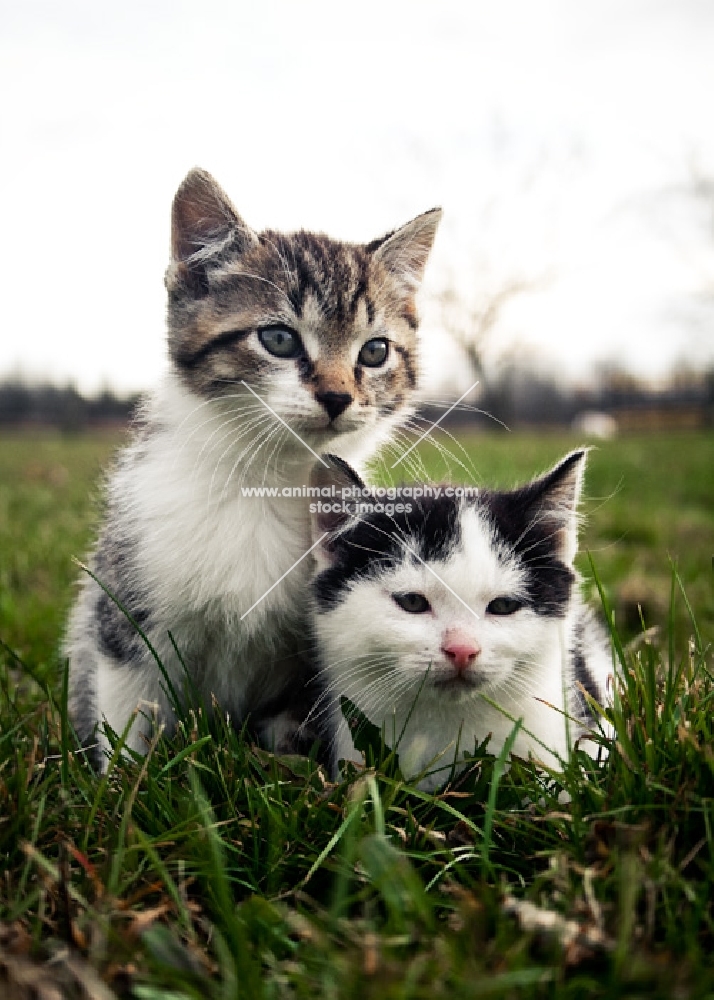 two kittens sitting in grass