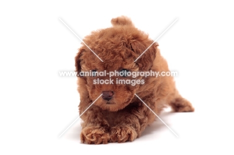 very young apricot coloured Toy Poodle puppy