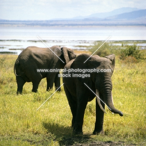 two african elephants,  lake manyara np