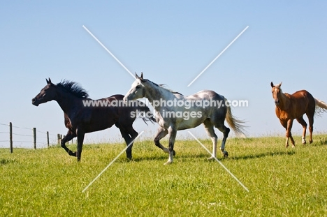 three quarter horses