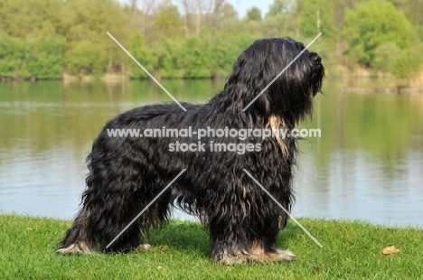 Cao da Serra de Aires (aka Portuguese Sheepdog) posed