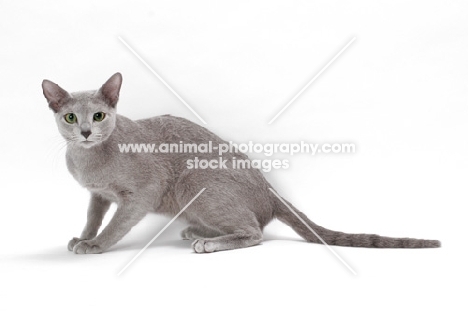 Russian Blue