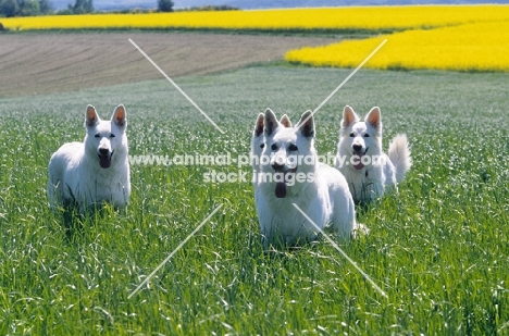 white swiss shepherd dogs in field