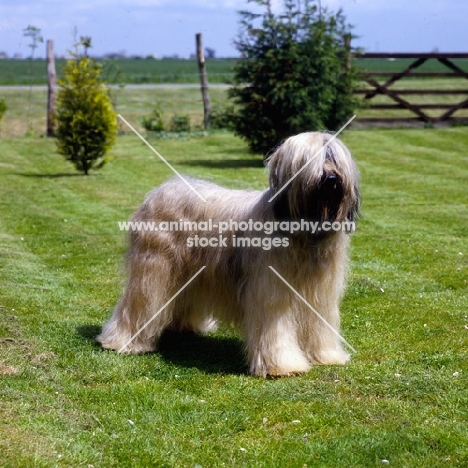 champion triskele lola, briard standing on grass