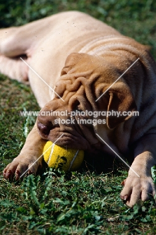 shar pei with ball